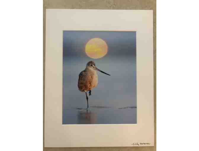 Marbled Godwit