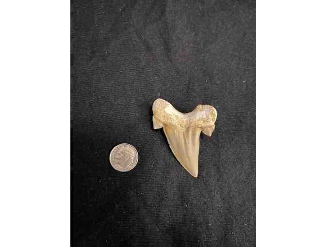 Shark Tooth (Megalodon, Cuspids) - 2 Million Years Old (Right)