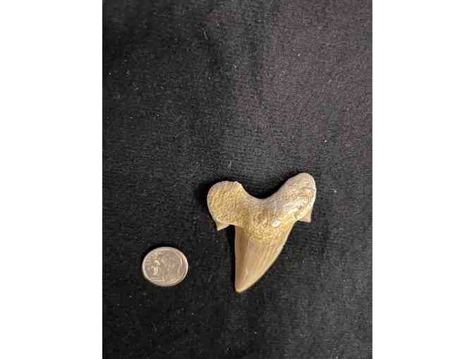 Shark Tooth (Megalodon, Cuspids) - 2 Million Years Old (Right)