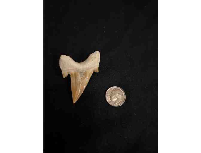 Shark Tooth (Megalodon, Cuspids) - 2 Million Years Old (Right)