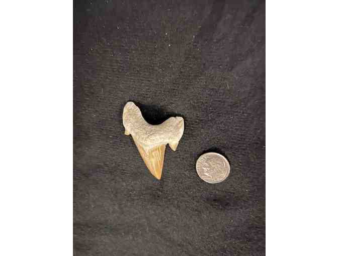 Shark Tooth (Megalodon, Cuspids) - 2 Million Years Old (Right)