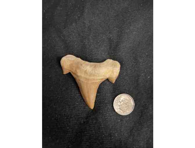 SHARK TOOTH: Cuspids, Megalodon - Left Angle