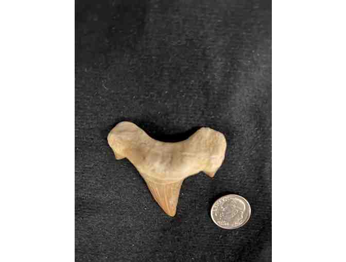 SHARK TOOTH: Cuspids, Megalodon - Left Angle