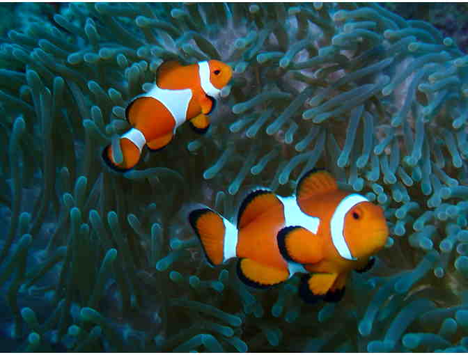 1-Trip to Philippines (Atlantis) - Diving, 7 Nights, Meals - Photo 3