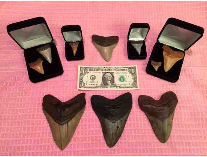 SHARK: Megalodon, 4' Museum-Quality Tooth (Giant, Serrations)