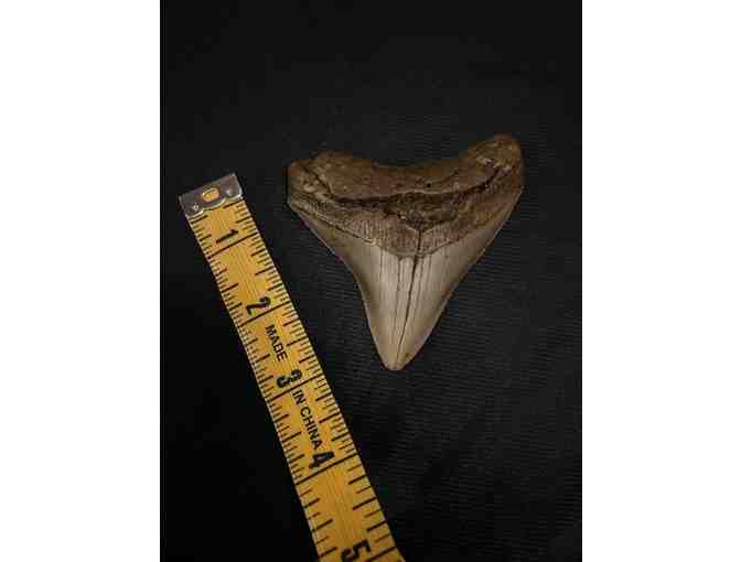 SHARK: Tooth Chubutensis (3.5' Megalodon, HUGE, Museum Quality)