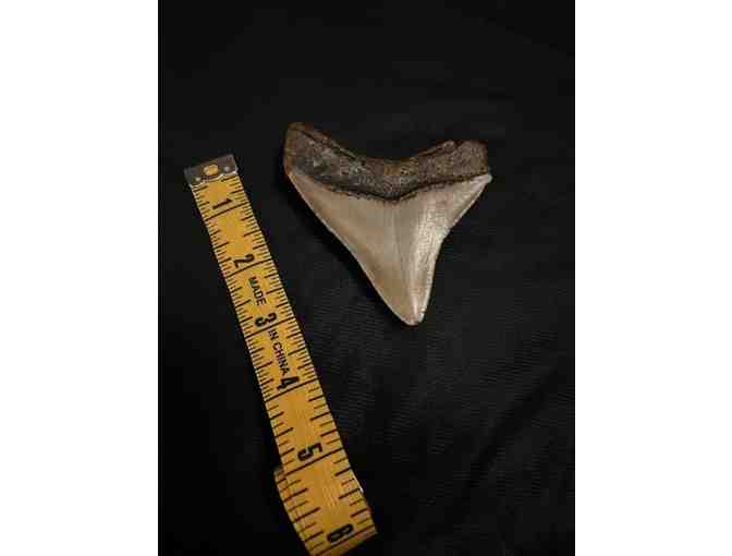 SHARK: Tooth Chubutensis (3.5' Megalodon, HUGE, Museum Quality)