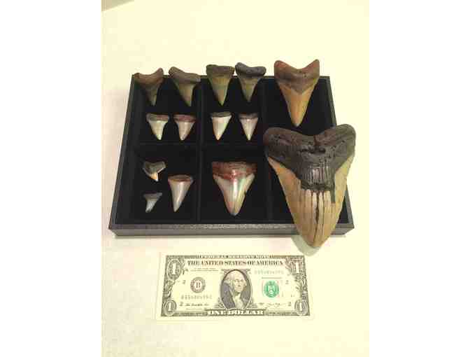 SHARK: Tooth Chubutensis (3.5' Megalodon, HUGE, Museum Quality)