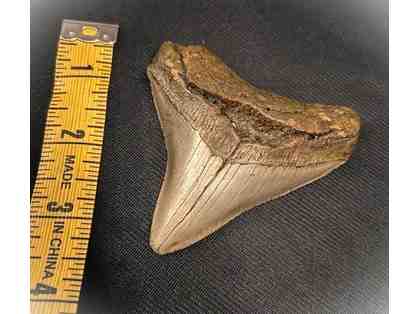 1 MEGALODON SHARK: Museum Quality, Rare Tooth (3.5