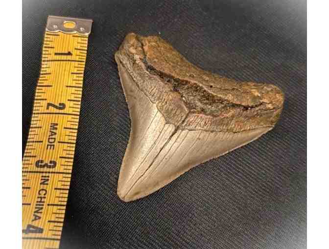 1 MEGALODON SHARK: Museum Quality, Rare Tooth (3.5", Chubutensis) - Photo 1