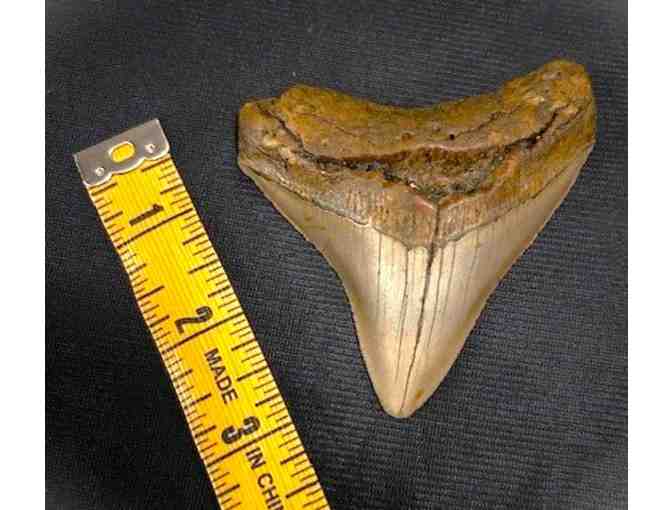 1 MEGALODON SHARK: Museum Quality, Rare Tooth (3.5", Chubutensis) - Photo 2