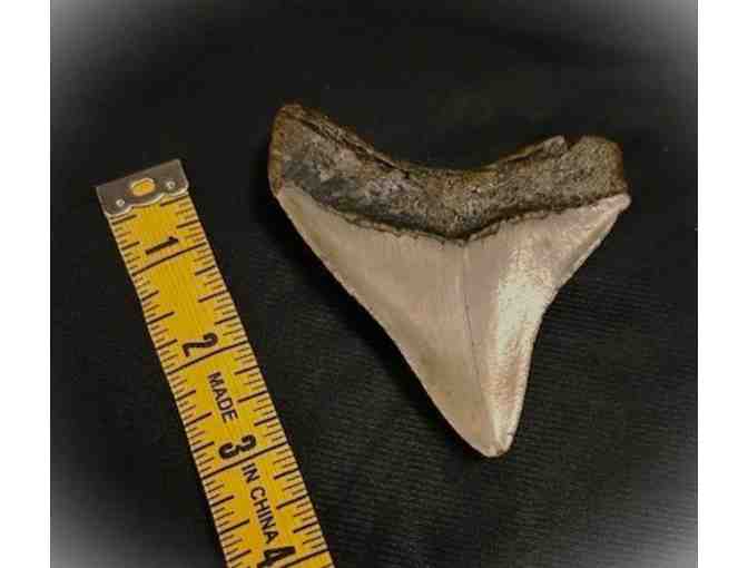 1 MEGALODON SHARK: Museum Quality, Rare Tooth (3.5", Chubutensis) - Photo 3