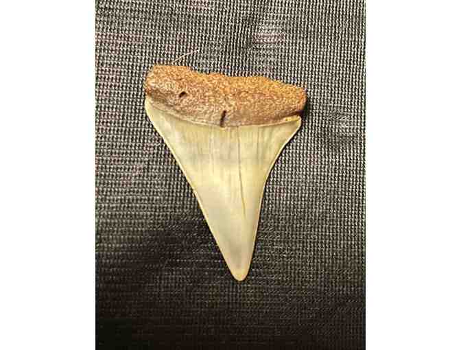 JAWS: Shark TOOTH (Great White, Museum Quality, Fossil)