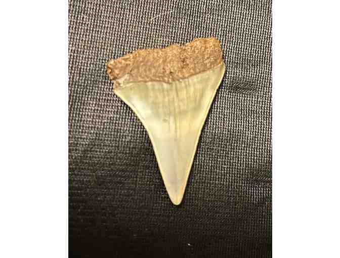 JAWS: Shark TOOTH (Great White, Museum Quality, Fossil)