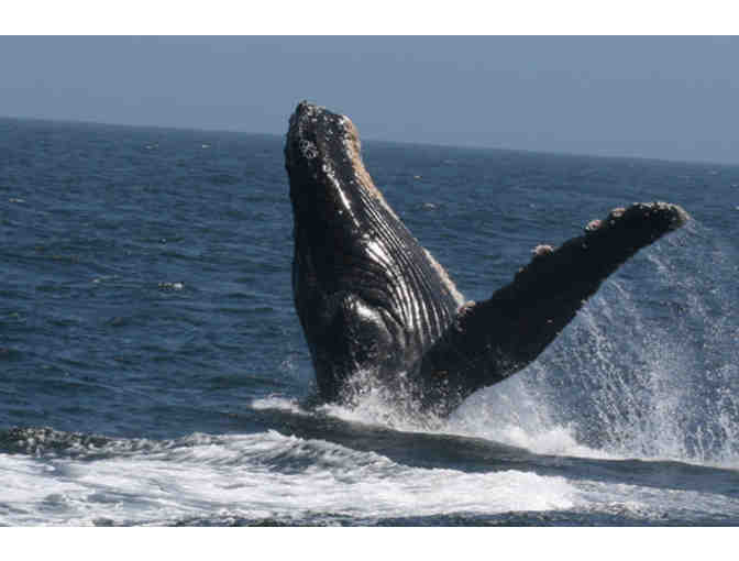 Condor Express - VIP Whale Watching Trip for Two