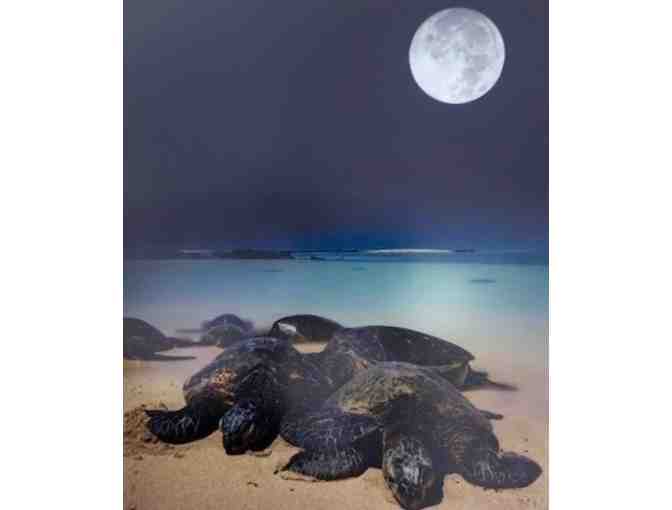 'Turtles Graced by the Poipu Moonlight' Photo by Dr. Lloyd Fujimoto