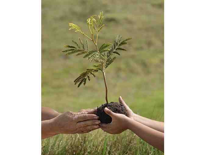 Hawaiian Legacy Reforestation Dedication Certificate valid for (1) Legacy Tree #3