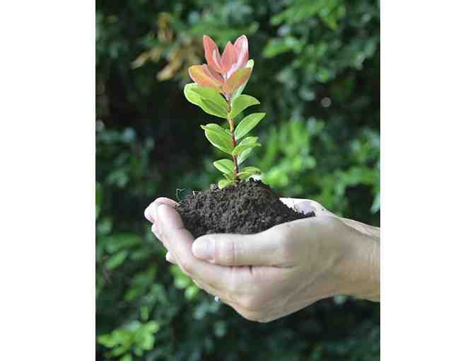 Hawaiian Legacy Reforestation Dedication Certificate valid for (1) Legacy Tree #1