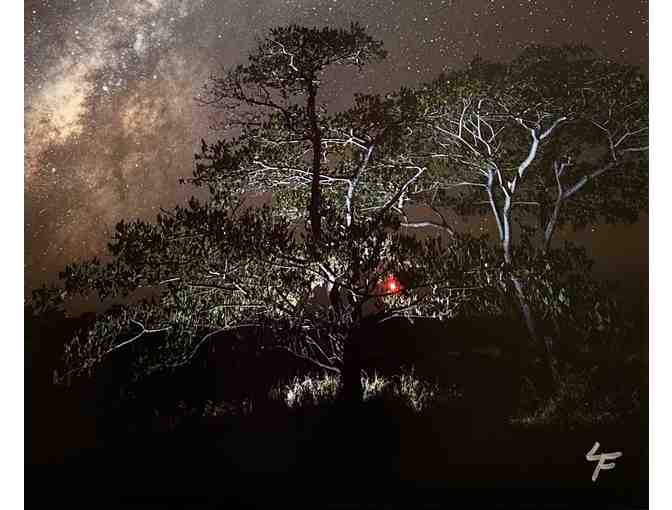 'Magic Night Light' Photo by Dr. Lloyd Fujimoto