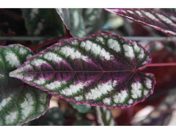 Agristarts Collection of Bold Tropical Foliage Plants for Municipal Containers