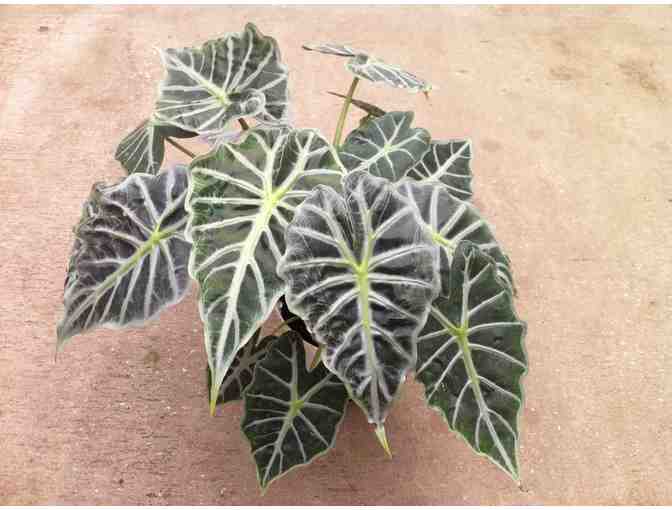 Agristarts Collection of Bold Tropical Foliage Plants for Municipal Containers