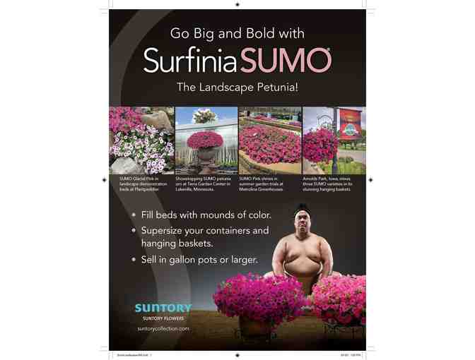 Surfinia Petunia Plugs by Suntory Flowers