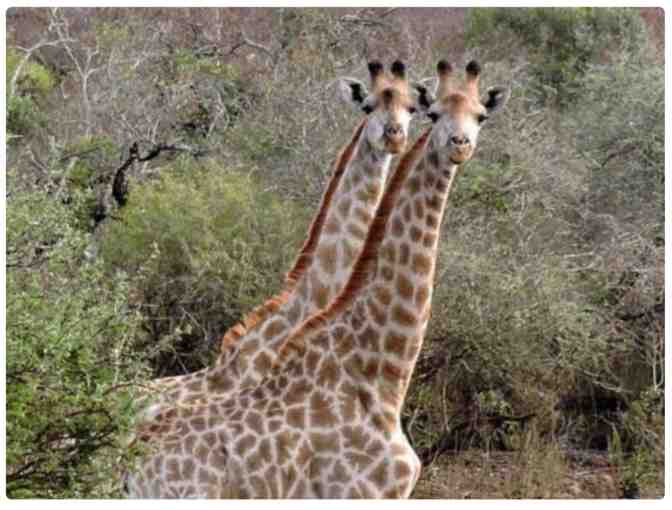 Zulu Nyala Heritage Lodge Photo Safari - South Africa (6 nights for 2 ppl)