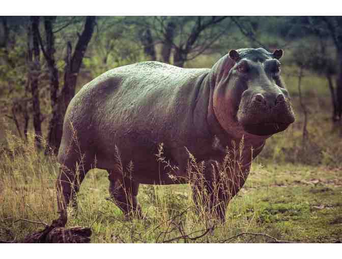 Big Game Safari- South Africa