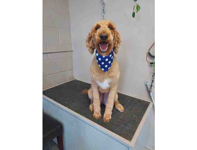 $25 Gift Certificate to The Grooming Pawlor - Photo 1