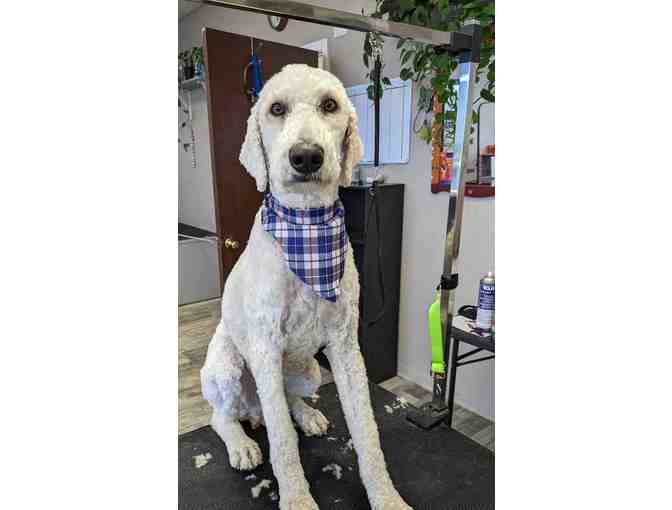 $25 Gift Certificate to The Grooming Pawlor - Photo 4