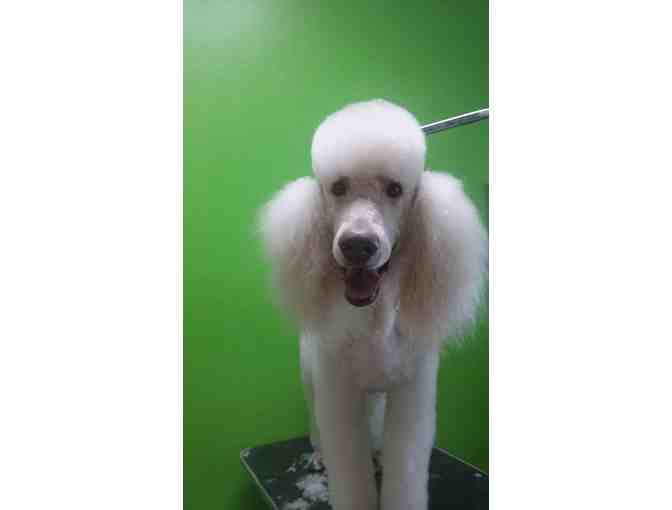 $45 Gift Certificate for Pet Grooming at Amanda's Classy Clips - Photo 1