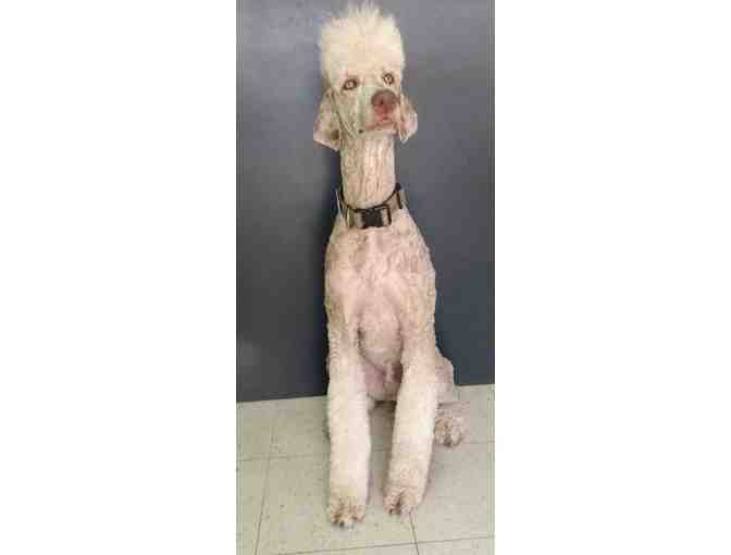 $45 Gift Certificate for Pet Grooming at Amanda's Classy Clips - Photo 2