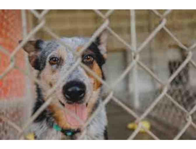 One Week of Dog Boarding from Valley View Ranch and Kennels - Photo 2