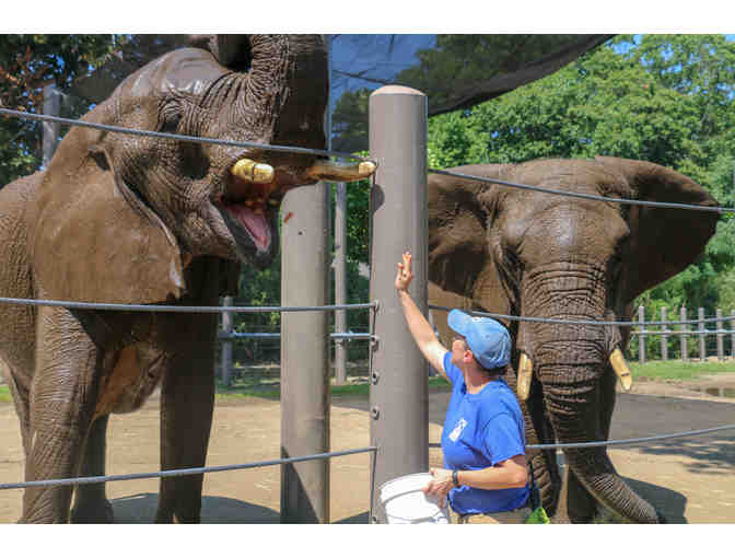 A Behind the Scenes VIP Elephants Encounter