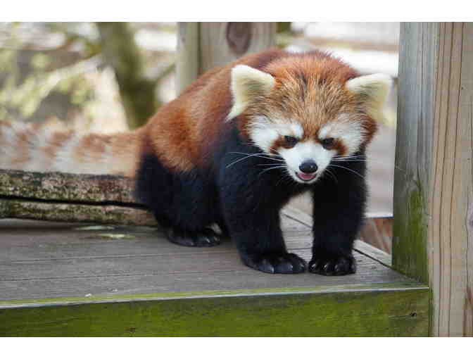 A Behind the Scenes VIP Red Panda Encounter