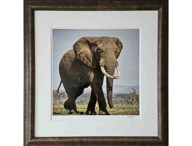 "Bull Elephant" - Framed and Matted Nature Photograph - Photo 1