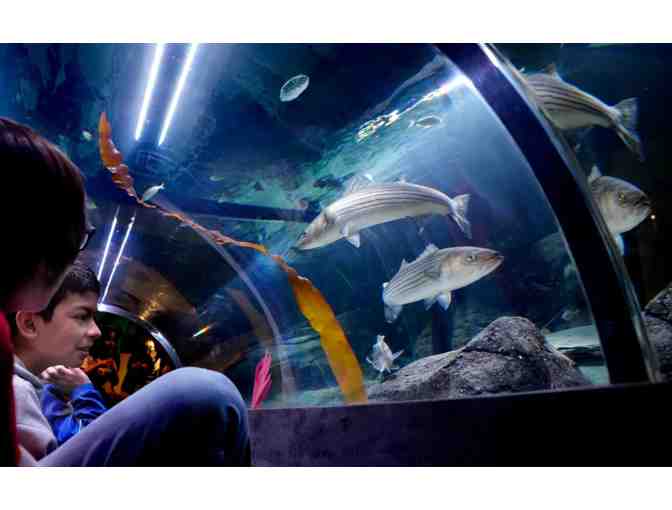 Save The Bay's Hamilton Family Aquarium Gift Package