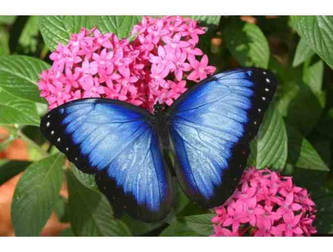 Butterfly World Tickets