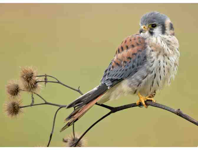 Cornell Lab Bird Academy: Hawk and Raptor Identification - Online Course