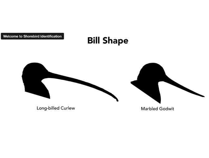 Cornell Lab Bird Academy: Shorebird Identification - Online Course