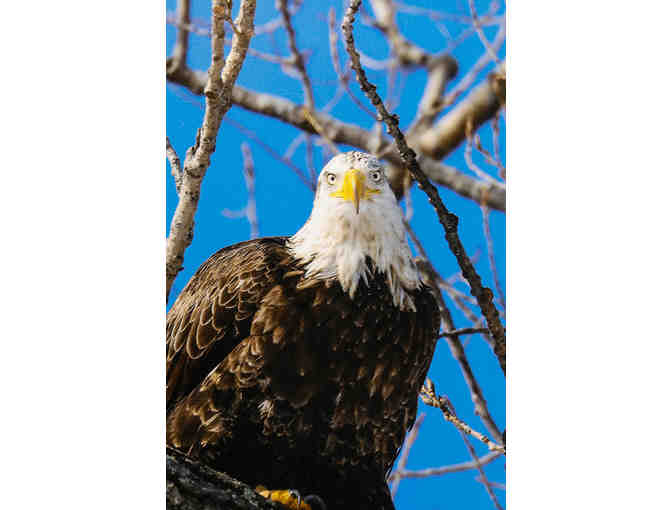 American Bald Eagle - Photograph by Roger Pare